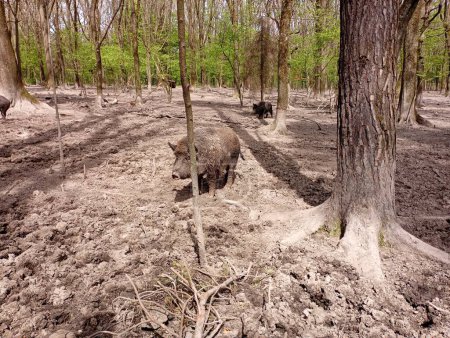 Wild boars live in the forest between the trees. Black wild pigs in natural conditions. Keeping animals in living conditions close to natural ones.