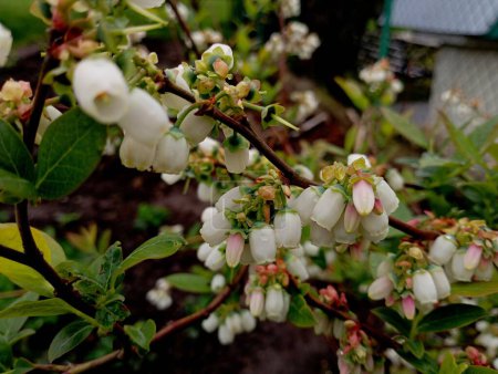 Weiße Blaubeeren blühen im Frühling. Schöne Textur von Frühlingsblumen, die an den Sträuchern blühten. Gartenthemen und der Anbau von Beeren.