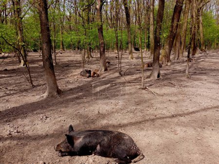 Many wild pigs rest in the forest by burrowing in the soil. A herd of wild boars in natural conditions. Green spring forest with wild animals.