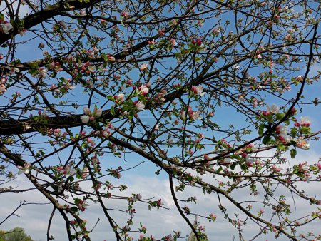 Not against the background of the sky are the branches of a wild apple tree on which pink flowers have bloomed. Blossoming fruit tree background.