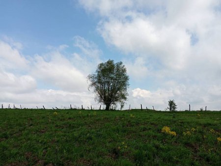 Am Horizont sieht man die Silhouette eines einzelnen Baumes, der im Einklang mit dem alten Zaun aus Pfählen und dem gespannten Draht dazwischen wächst..