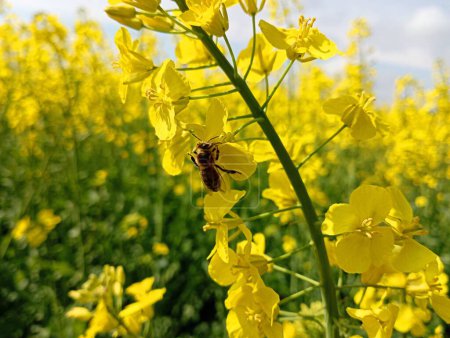 A bee collects nectar from a yellow rapeseed flower. The topic of agriculture and the direct connection of bees and insects with the pollination of agricultural crops. Cultivation of rapeseed.