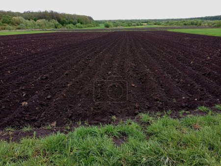 Das Feld ist mit Kartoffeln bepflanzt und mit Erde bedeckt. Kartoffelreihen auf landwirtschaftlichen Flächen. Das Thema Gemüseanbau auf offenen Grundstücken.