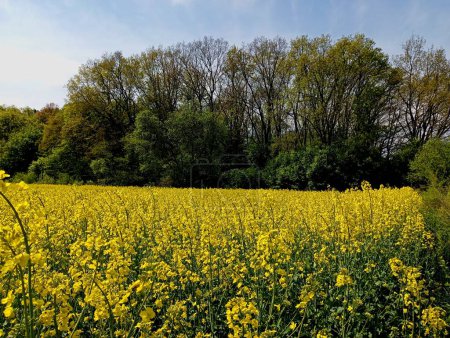 An island of green trees on a field of blooming rapeseed. The forest line borders agricultural land planted with turnips. Spring flowering of industrial crops.