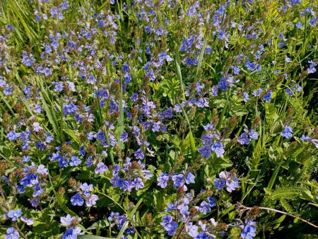 Textur aus blauen Blüten von Veronika Dibrovna. Schöne Hintergründe und Texturen aus Wildblumen im Frühling. Im Gras wachsen lila Wildblumen. Feld natürliche schöne Hintergründe und Texturen.
