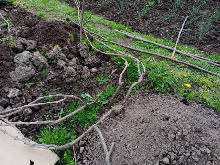 Eine Weinrebe auf dem Hintergrund schwarzer Erde wird zu Boden geworfen. Das Thema Tafeltraubenanbau und seine Pflege im Frühling. Weinberg mit Tafeltrauben.