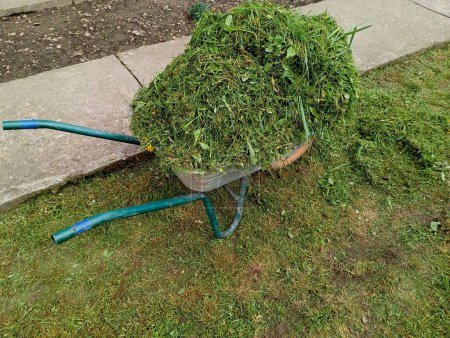 A metal construction wheelbarrow loaded with green mowed grass stands in the yard near a concrete path. The topic of cleaning mowed grass in the spring on the territory of the house.