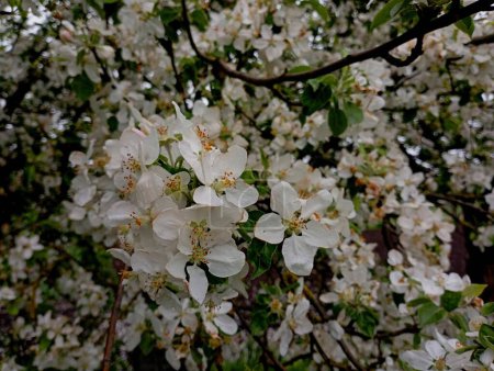 The texture of apple blossoms in the spring with a beautiful white blossom that completely covered the branches. Apple blossom in spring beautiful backgrounds and natural textures.