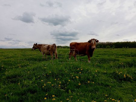 Téléchargez les photos : Deux vaches brunes sur un pâturage au printemps sur un fond d'herbe verte se tiennent le dos l'une à l'autre et regardent dans des directions différentes. Le thème du pâturage des bovins sur les pâturages. - en image libre de droit