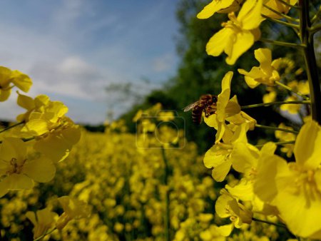 Téléchargez les photos : Un insecte sur le fond d'une fleur de colza pollinise les plantes. le thème de la pollinisation des cultures agricoles et un beau fond avec des insectes bénéfiques. - en image libre de droit