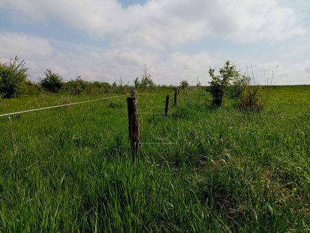 The tensioned fence under the current in the pasture on small wooden sticks along which the wire is stretched.
