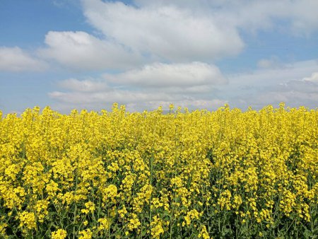 The landscape is the color of the Ukrainian flag. A field of blooming yellow rapeseed under a bright blue sky. Ukrainian symbolism in the colors of nature.beautiful agricultural landscape.