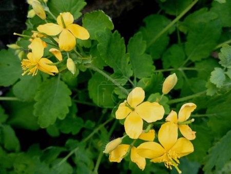 Fotografía macro de la flor amarilla de la planta medicinal celidonia. Hojas verdes y pequeñas flores amarillas de celidonia de cerca.