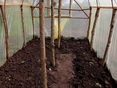Tomato seedlings are planted in the excavated soil in the greenhouse. Growing tomatoes in greenhouse conditions.