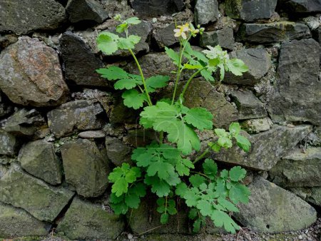 Una planta de celidonia brotó a través de la piedra de la valla de piedra del río. El tema de las plantas y plantas medicinales que se encuentran en lugares inusuales.