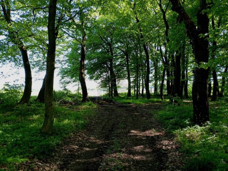 Ein unbefestigter Weg, der vom Wald zum Ausgang führt. Ein Ausgang aus dem Wald scheint durch die Bäume in der Ferne. Eine wunderschöne Frühlingslandschaft in einem grünen dichten Wald mit hohen Bäumen.