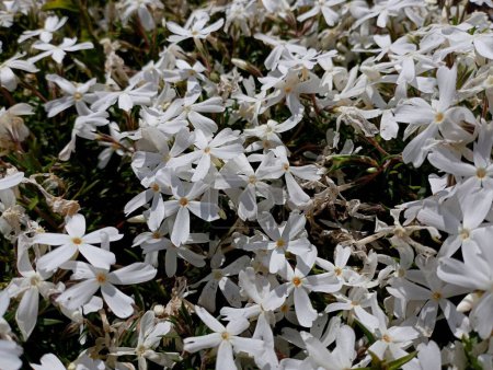 The texture of white phlox stiletto with small flowers. Beautiful floral backgrounds and textures.