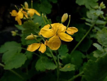 Gelbe Blüten von Schöllkraut. Schöner Hintergrund mit gelben Blüten von Pflanzen mit grünen Blättern auf schwarzem Hintergrund. Heilpflanzen und Kräuter