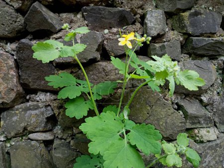 A celandine plant grows in a wall made of black river stone. A plant on a stone background in natural conditions. The topic of medicinal plants.
