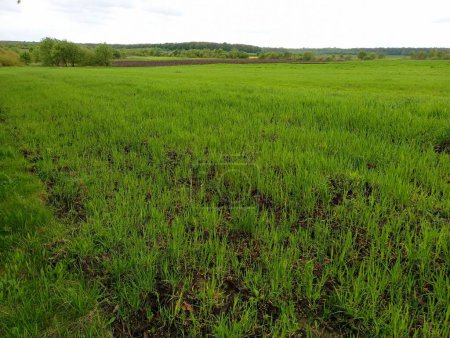 Die Textur eines grünen Feldes, das im Frühjahr mit Weizen gesät wurde. Grüne landwirtschaftliche Pflanzen. Getreide wird auf dem Feld ausgesät.
