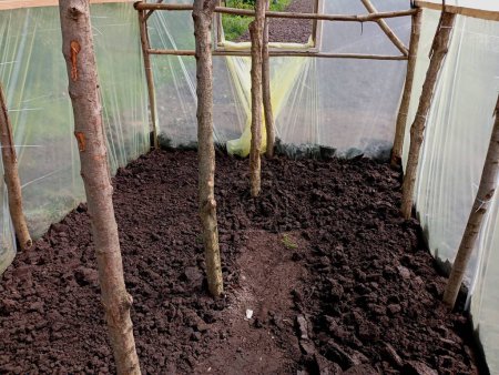 Homemade greenhouse made of wood and polyethylene film from the inside. A specially built greenhouse for growing vegetables at home in the ground.