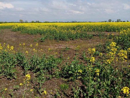 Bajo un cielo azul tranquilo, un campo de colza de flor amarilla se extiende y se extiende hasta el horizonte. Cultivo de cultivos técnicos y oleaginosos al aire libre.