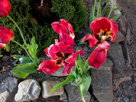 Foto de Tulipanes rojos florecidos en un parterre con pétalos caídos. Viejos tulipanes desmenuzados en lechos de piedra hechos de piedra del río. - Imagen libre de derechos
