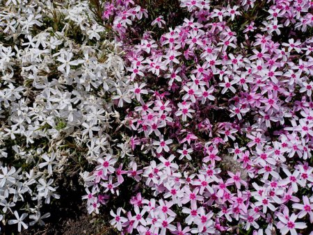 Textures of two varieties of white and pink phlox. A beautiful background of small flowers of spiky phlox. The theme of flowers and plants.