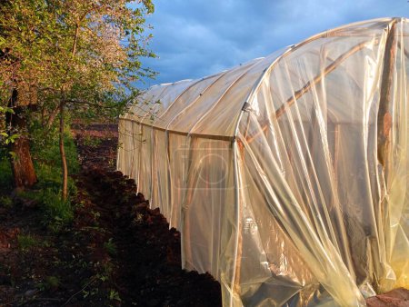 Homemade greenhouse made of polyethylene film in the garden at sunset. premises for growing vegetables in greenhouse conditions