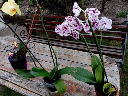 Mehrere Orchideen nach dem Regen mit nassen Blättern und Blüten stehen draußen unter den Sonnenstrahlen auf einem Holztisch. Orchideenpflege und Bewässerung. Exotische Zimmerpflanzen, die in speziellen Blumentöpfen zu Hause gehalten werden.