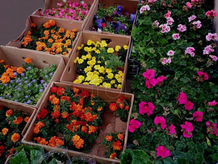 Many different flowers are displayed in paper boxes for sale in the market. Trading flowers in the spring to create a landscape design near the house. Flowers for decorating the home territory.