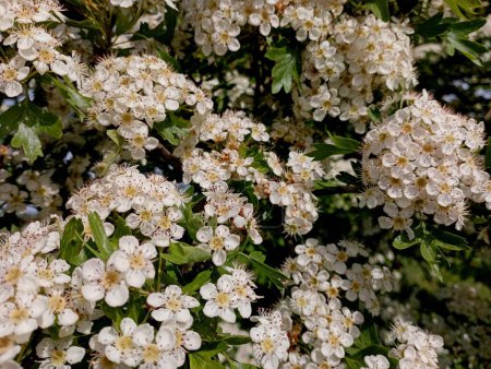 White dense blossom of hawthorn on a tree in spring. Natural backgrounds and textures with flowers and plants. The flower of hunger is white from small flowers.