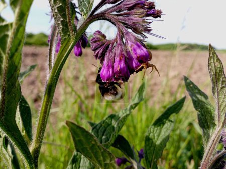 Symphytum officinale (Symphytum officinale) is a moderately poisonous perennial plant of the family of sedges. A bumblebee is in the process of collecting nectar from a comfrey flower, followed closely by a gray spider.