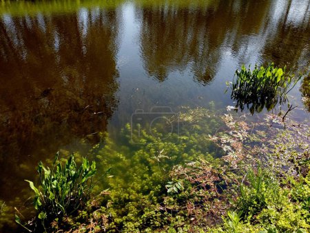 Agua en un estanque en el fondo de la cual crece algas verdes gruesas. Reflejo de árboles en la superficie del agua en el estanque. Fondos y texturas naturales.
