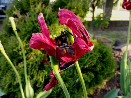 Téléchargez les photos : Tulipes rouges fleuries sur un lit de fleurs avec des pétales tombés. Fleurs anciennes qui ont fleuri au printemps. - en image libre de droit