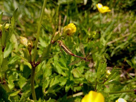 En la hierba verde entre las flores, se produce una relación sexual entre insectos y mosquitos. El proceso de reproducción de insectos en primavera en condiciones naturales.