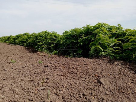 A row of young green raspberry bushes against a blue sky. Raspberry berry bushes planted on useful soil. The topic of gardening.