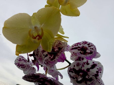 Yellow and purple orchid flower on a white background. Beautiful exotic flowers on the background of the sky.