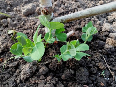 Green pea plants on the garden bed in spring. Young stalks of sprouted peas with bright green fresh leaves. Topics of agriculture and food growing.