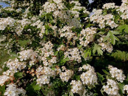 Texture of white hawthorn flowers. Natural spring backgrounds with blooming berry trees.