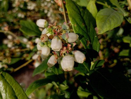 Natural backgrounds and textures. White blueberry flower on the background of a branch of a bush. The topic of growing berries at home.