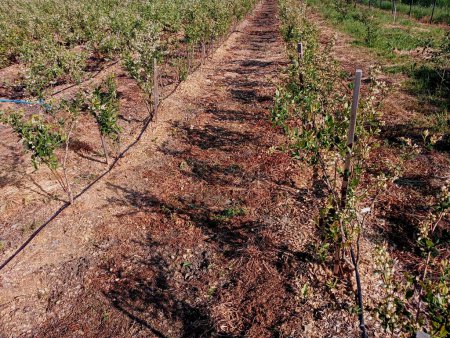 Anbau von Blaubeeren im industriellen Maßstab auf Feldern mit Tropfbewässerung. Entlang der Reihen von Blaubeersträuchern ist eine Tropfbewässerung angeordnet. Schwarze Wasserleitungen auf einer Beerenplantage.