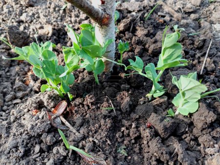 The young green stalks of the young peas in the bed have just emerged. The topic of growing legumes in ecologically clean conditions on chernozem. Agriculture and food growing.