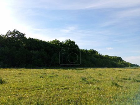 Hermoso paisaje en un amplio pasto de hierba en verano cerca de un pintoresco bosque de robles bajo un cielo azul claro.
