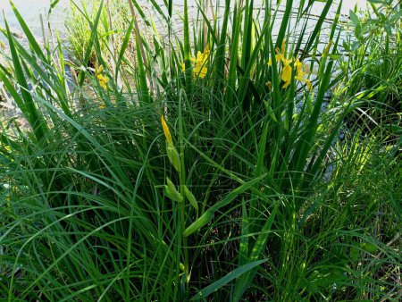 Texture of plants and flowers of young green reeds that bloomed with bright yellow flowers in spring. Beautiful backgrounds on a small pond with plants growing in the water.