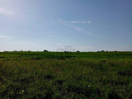 Beautiful landscape on a field overgrown with green grass in spring under a blue clear sky.