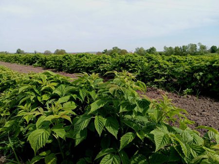 Landscape of a raspberry plantation with young green bushes in spring. Growing raspberries on large areas of land.