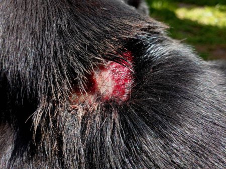 Duża krwawa rana na szyi psa z czarnym futrem. Zostaw zwierzę na plecach. Temat chorób zwierząt i medycyny weterynaryjnej.