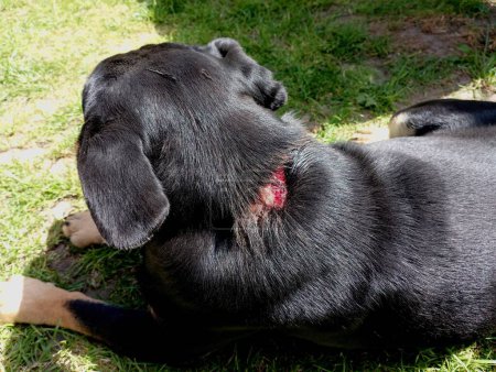 Téléchargez les photos : Un chien noir est allongé sur l'herbe verte avec une grande blessure de lichen et les cheveux tombant de l'arrière du cou. Prendre soin des animaux domestiques. - en image libre de droit