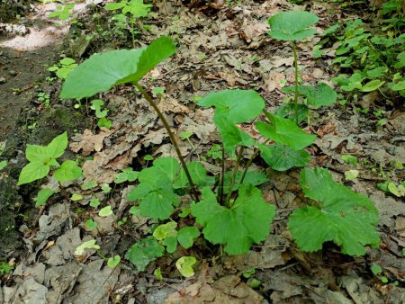 Young green leaves of burdock on the background of soil covered with fallen oak leaves. Natural backgrounds with plants.